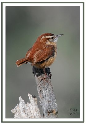 Carolina Wren