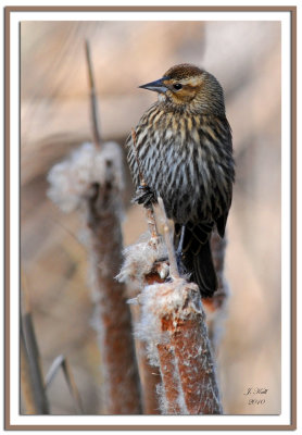 Redwing Blackbird (Female)