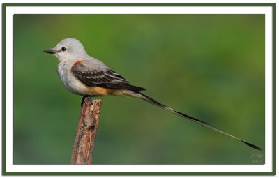 Scissor Tailed Flycatcher