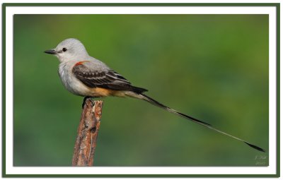 Scissor Tailed Flycatcher