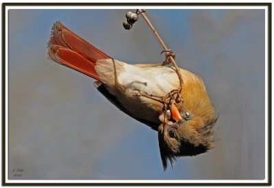 Northern Cardinal (Female)