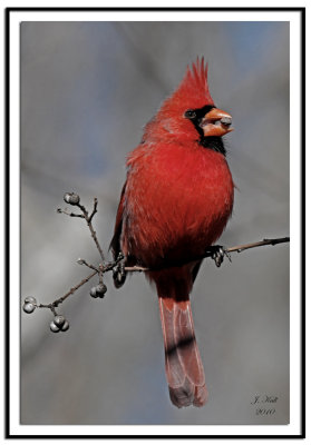 Northern Cardinal (Male)