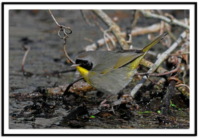 Common Yellowthroat