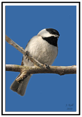 Carolina Chickadee