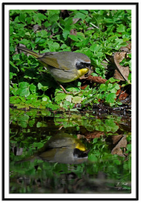 Common Yellowthroat