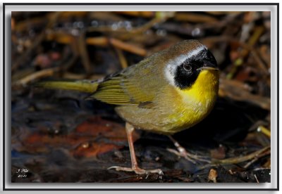 Common Yellowthroat