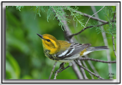 Black Throated Green Warbler