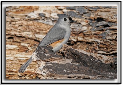 Tufted Titmouse