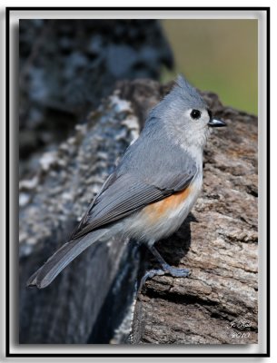 Tufted Titmouse