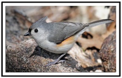 Tufted Titmouse