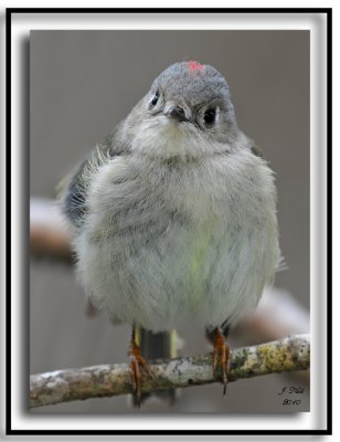 Ruby Crowned Kinglet