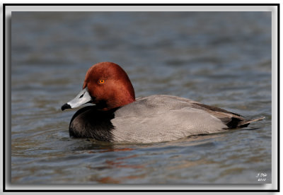 Red-headed Duck