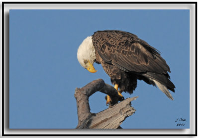 Bald Eagle