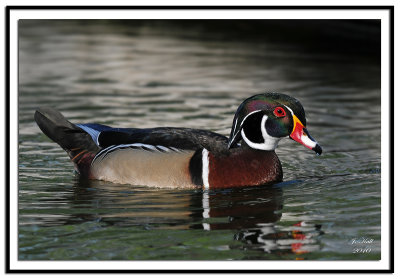 Wood Duck (Male)