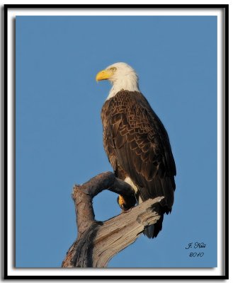 Bald Eagle