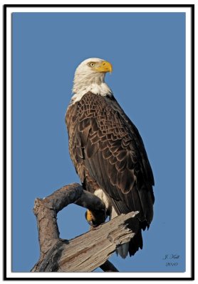 Bald Eagle