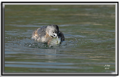 Grebe With Fish