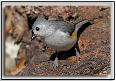 Tufted Titmouse