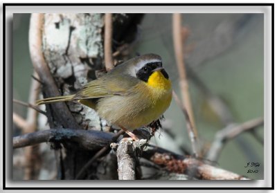 Common Yellowthroat