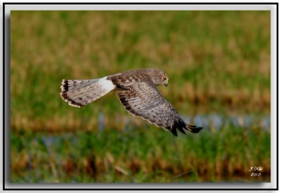 Northern Harrier