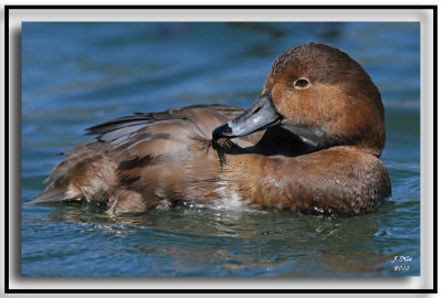 Redhead Duck (Female)