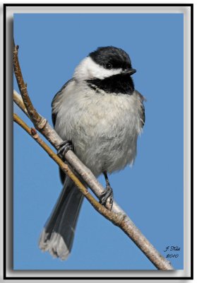 Carolina Chickadee