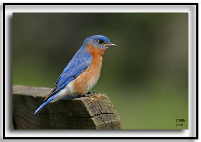 Eastern Bluebird