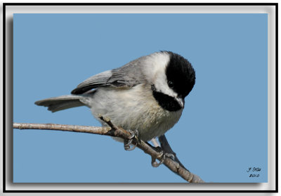 Carolina Chickadee
