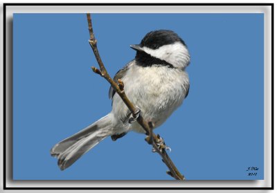 Carolina Chickadee