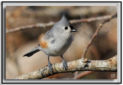 Tufted Titmouse