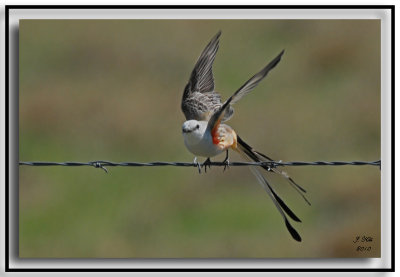 Scissor Tailed Flycatcher