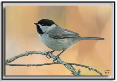 Carolina Chickadee