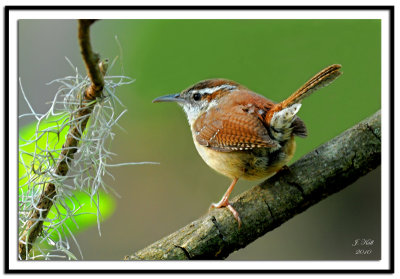 Carolina Wren