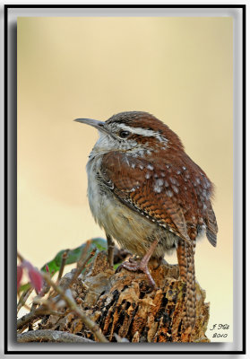 Carolina Wren