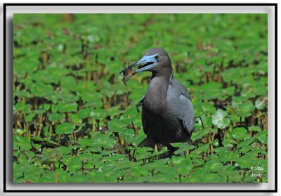 Little Blue Heron