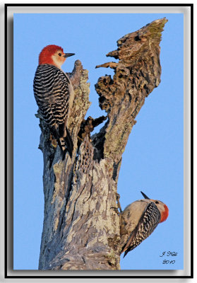 Red-Bellied Woodpeckers