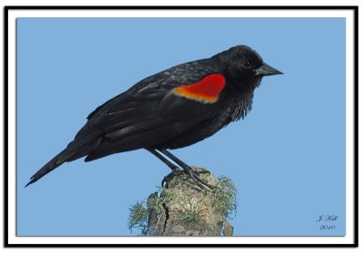 Redwing Blackbird