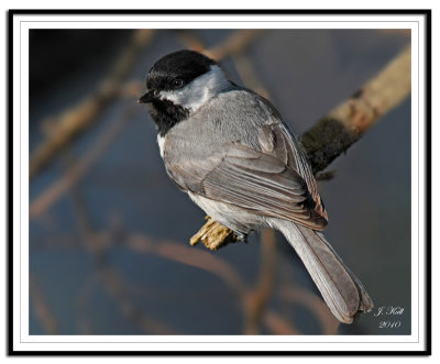 Carolina Chickadee