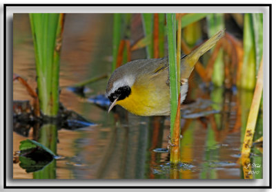 Common Yellowthroat