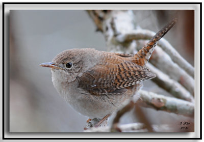 house_wrens