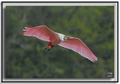 Roseate Spoonbill