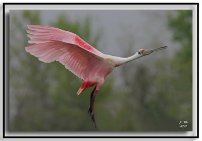 Roseate Spoonbill