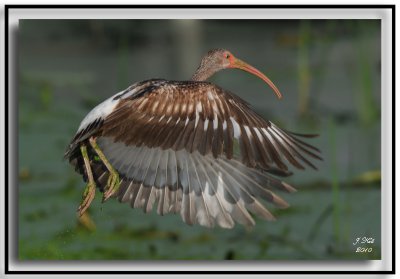  Ibis