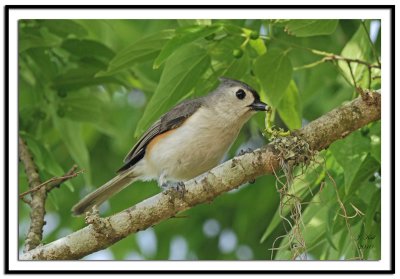 Tufted Titmouse