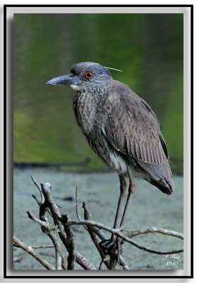 Yellow Crowned Night Heron (Juvenile)