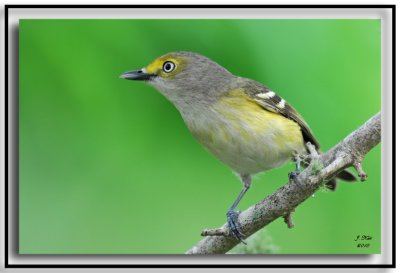 White-eyed Vireo