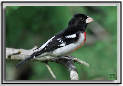 Rose-breasted Grosbeak