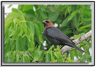 Brown-headed Cowbird