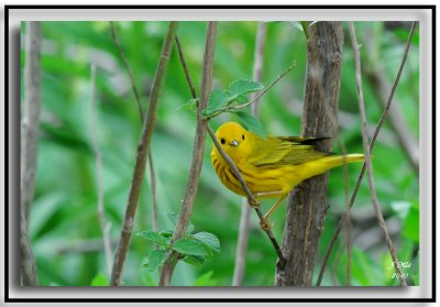 Yellow Warbler
