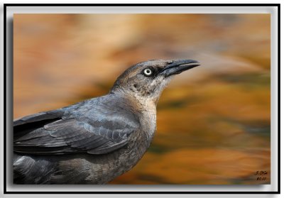 Grackle